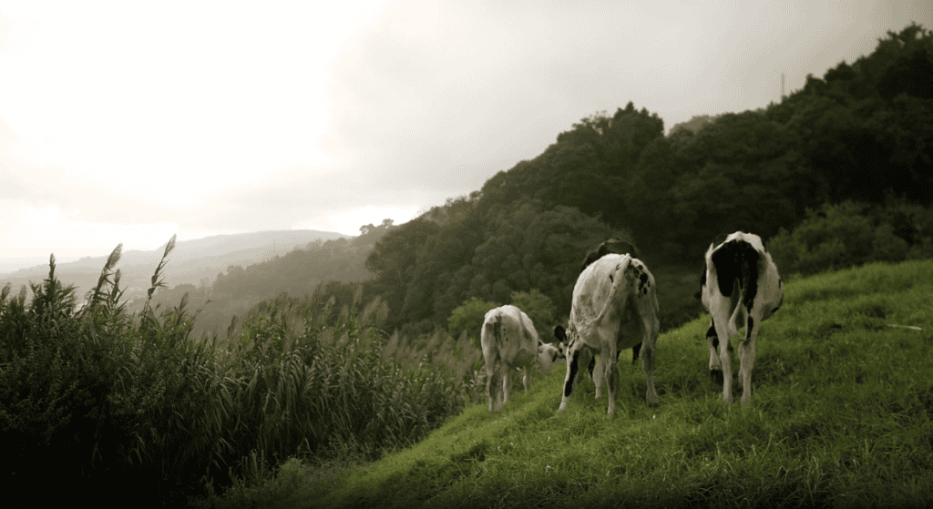 things to do in azores